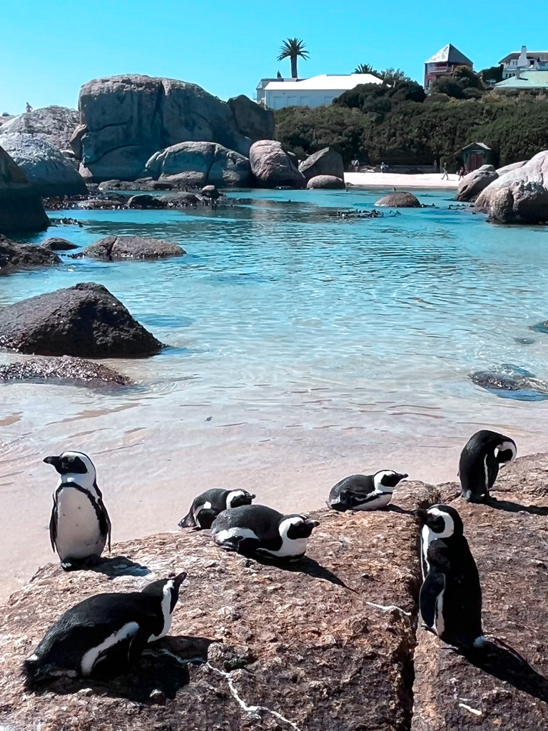 boulder-beach-spiaggia-dei-pinguini-penisola-del-capo