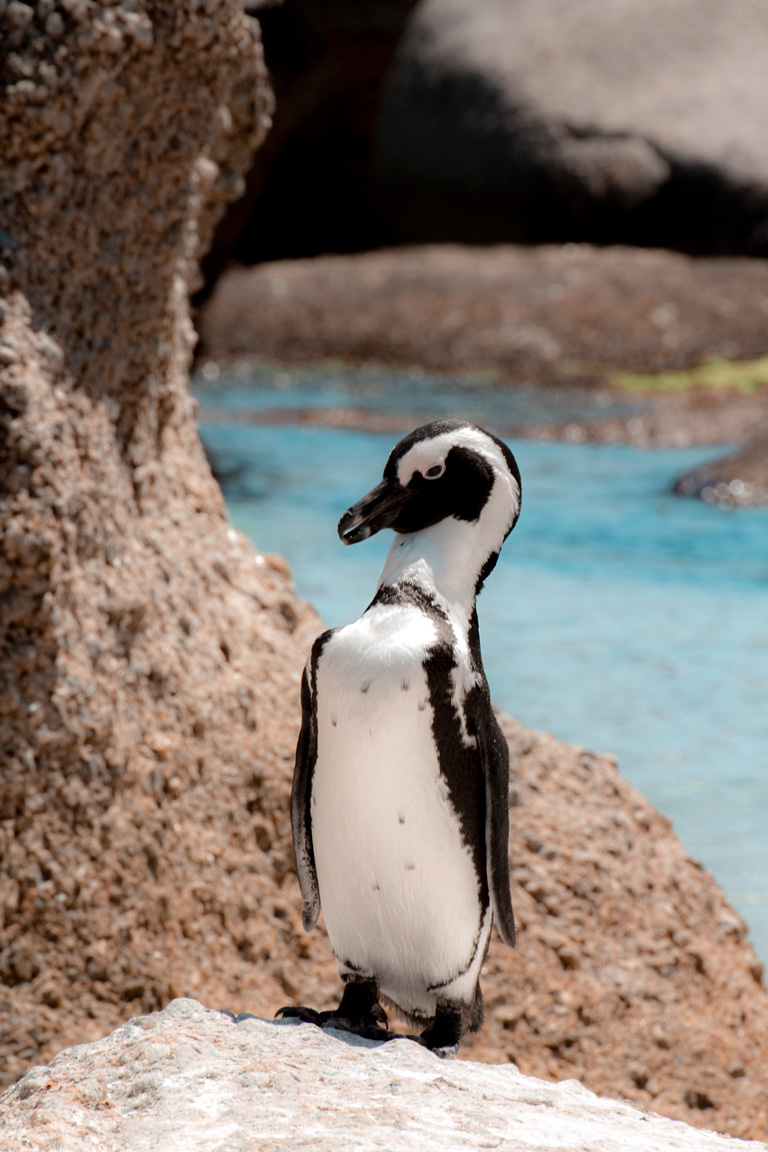 pinguino in spiaggia