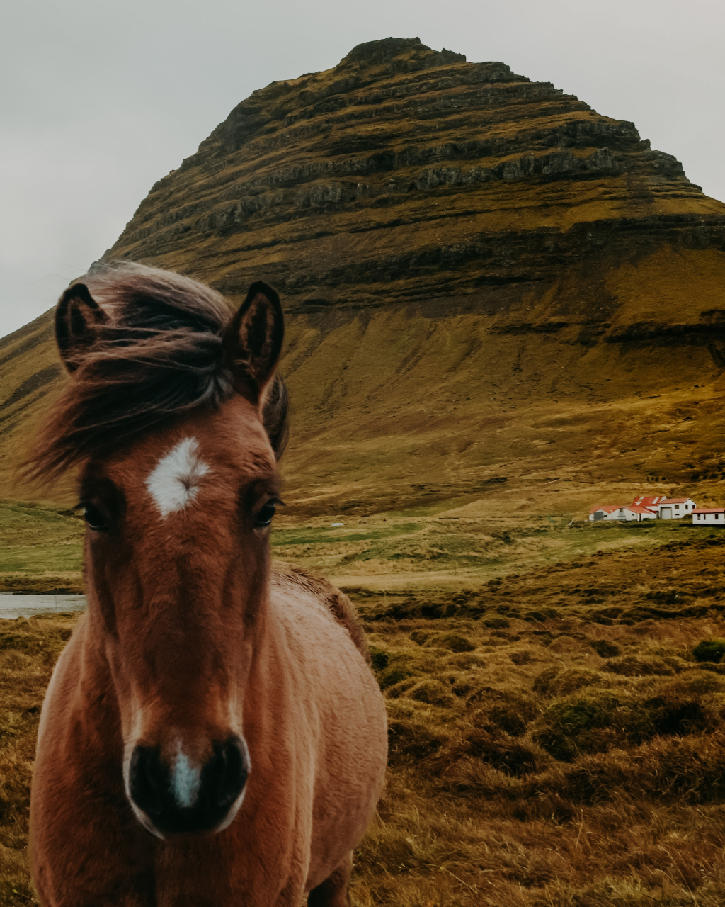 cavallo davanti al monte Kirkjufell