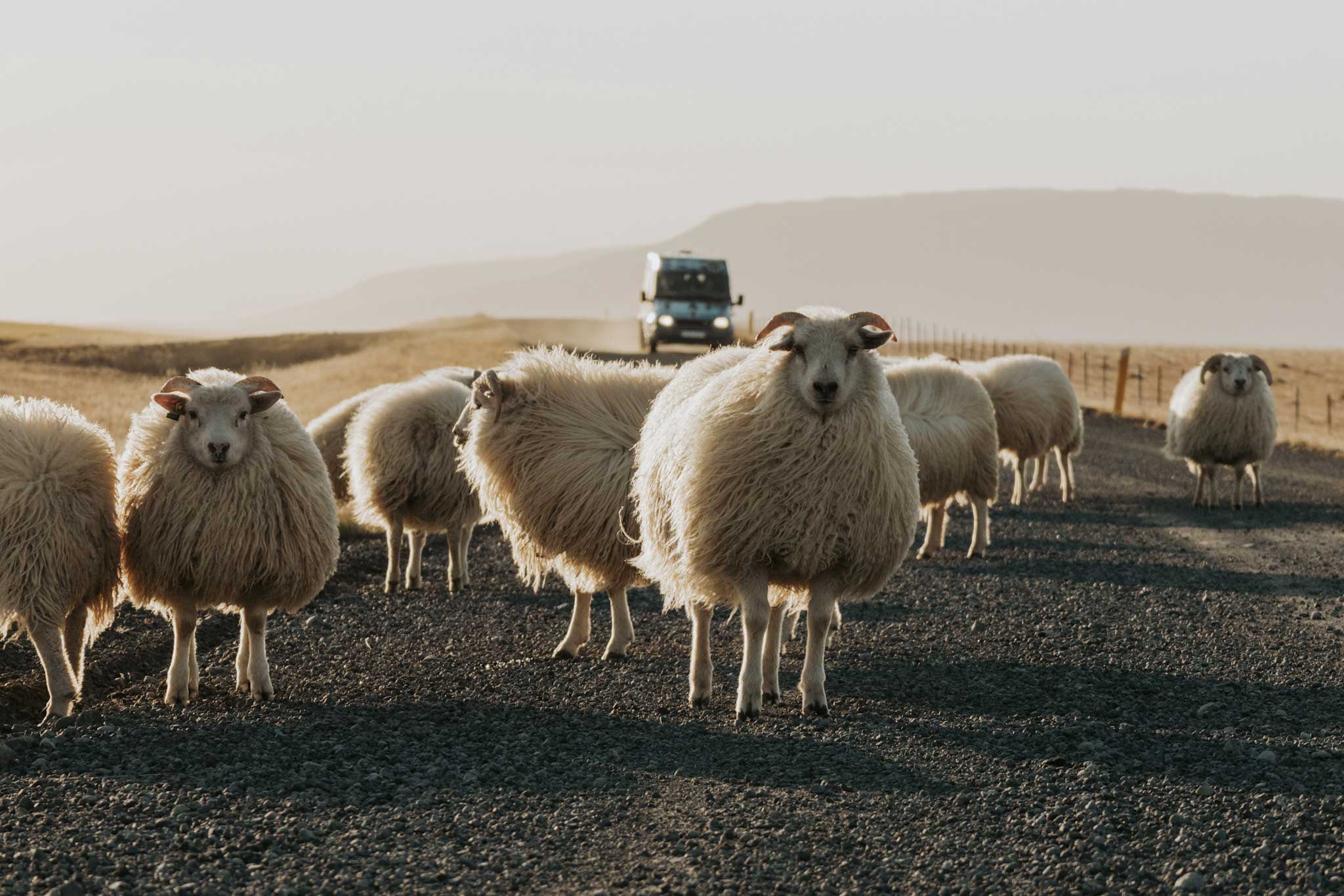 pecore in strada in Islanda con furgone che arriva da dietro